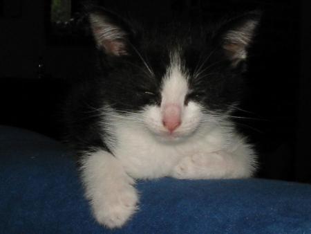                       MES CHATS